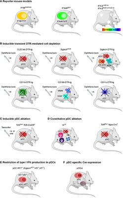 Sources of Type I Interferons in Infectious Immunity: Plasmacytoid Dendritic Cells Not Always in the Driver's Seat